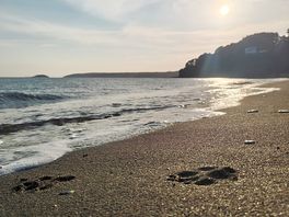 Nearest beach seaton dog friendly