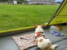 Bennie enjoying the view