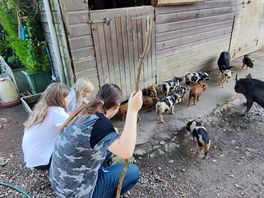 Piglet watch