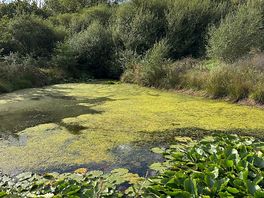 Pond looking beautiful