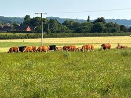 Cow field