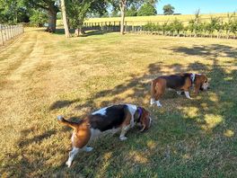 The dogs loved exploring the secure dog park
