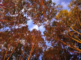 Dusk tree canopy...