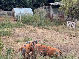 Pigs
