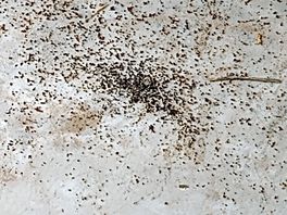 Insectenpoep, denken houtworm ofzo maar wat wrten wr niet