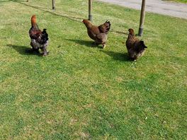 Chickens on campsite