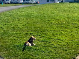 Dog 🐶 friends and lovely views, so peaceful 😌
