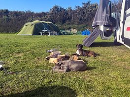 So peaceful that the dogs settle quickly