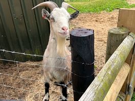 Friendly goats