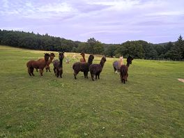 Alpacas