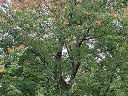 Leaves changing colour