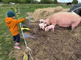 Visiting the pigs