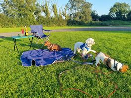 Canine camping.