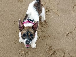 Dotty on the beach.
