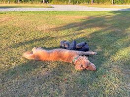Dog friendly 😊