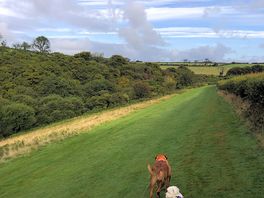 Fresh early morning walk