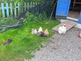 Chickens roaming free