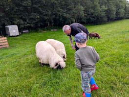 Bush of ewes