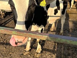 Moo
