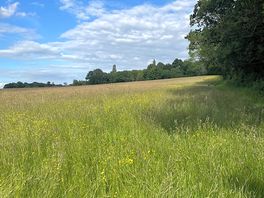 The meadow