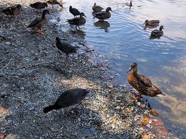 Lac avigliana a 2 pas