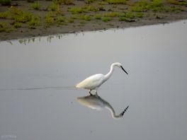 Local bird life
