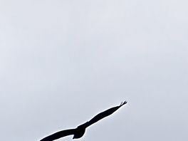 Some of the wildlife