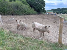 Lovely piggies 🐽