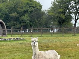 Alpaca posing