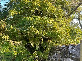 Tree in the steam that will never thirst. taken by lise agnew.