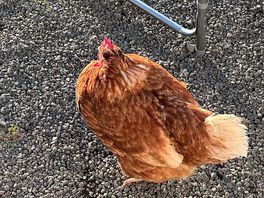 Chickens