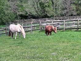 Onsite animals