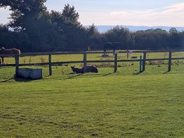 Horses surrounding the camp site