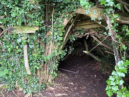 Den in the woods