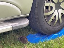 Baby hedgehogs on site