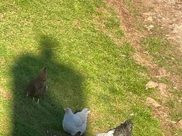 The free range chickens that provided our breakfast eggs
