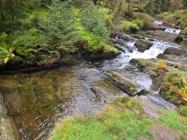 Hafren forest