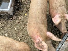 Oink oink