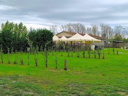 Pitches divided by saplings