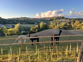The lamas !