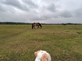 Spud our resue watching the horses