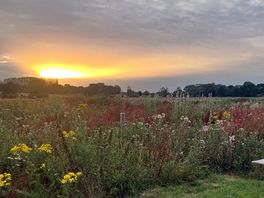 Wild flowers, and wide sky.