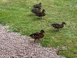 Family of ducks coming to say hello.