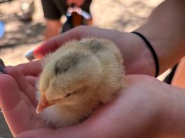 Baby chick