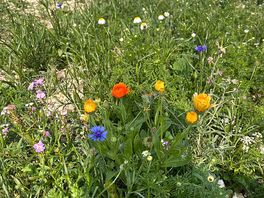 Wild flowers right by our camp