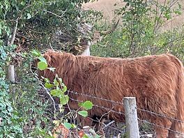 Local cows