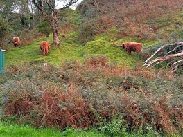 Highlanders cows