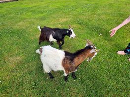 Animals