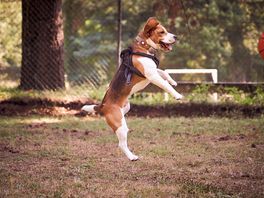 Basketball place with more ball games like table tennis and yes, its a beagle. the smallest donkeys!
