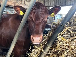 Farm animals to say hello too